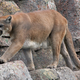 Illustration for article titled Rock Stars Kid Tweets Surprising Photo of Beverly Hills Cougar